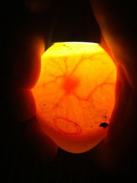 Индюшиные Бронза ЯЙЦА