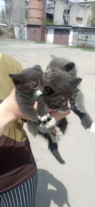 Котята в добрые руки