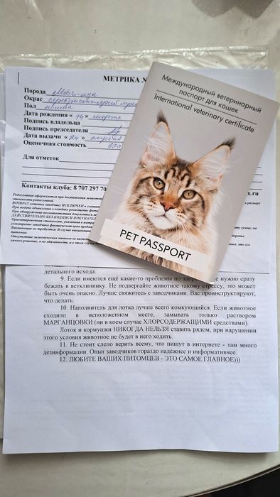 Чистокровные Мейн-кунята