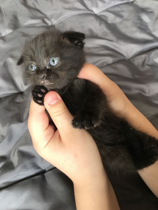 Котята из смеси полумейнкуна и британской короткошерстной кошки