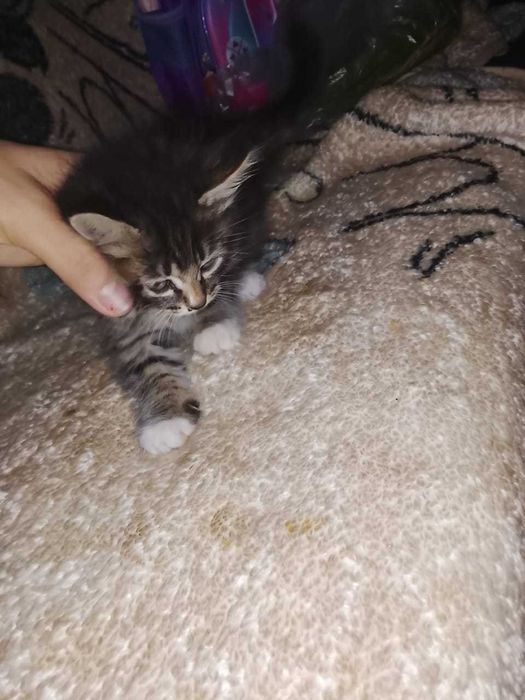 Отдам котят в хорошие руки