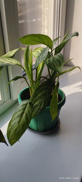 Комнатное растение Аглаонема