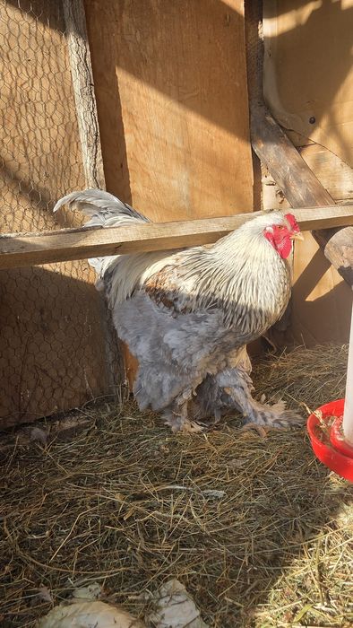 Vând  Cocoș Brahma