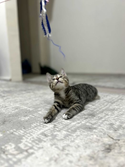 котенок в добрые руки