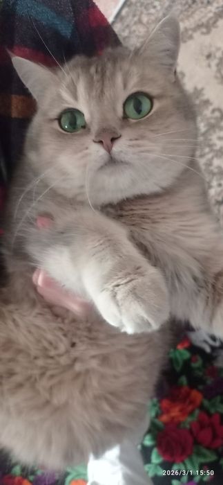 Muwuk barter qilinadi almawamiz