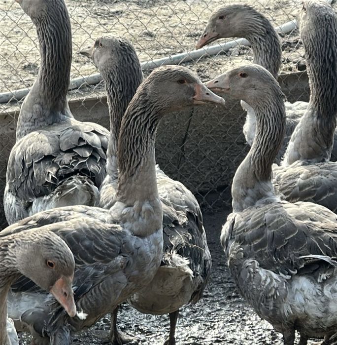 Продам гусей срочно