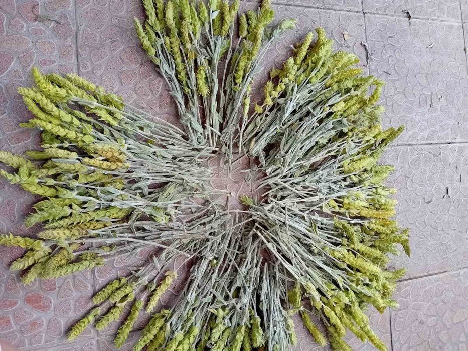 Мурсалски  чай на едро  и дребно