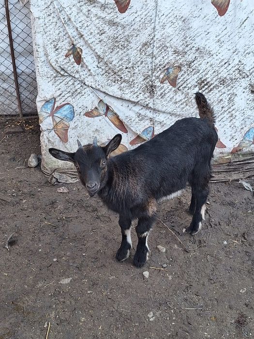 Vind iedite alpin francez