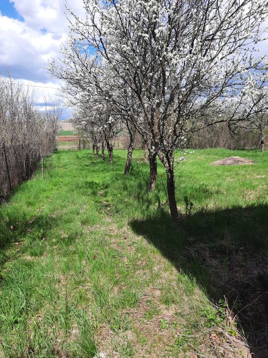 Продава се Къща в Радомир - 50 кв.м за 878 €/кв.м - Снимка #3