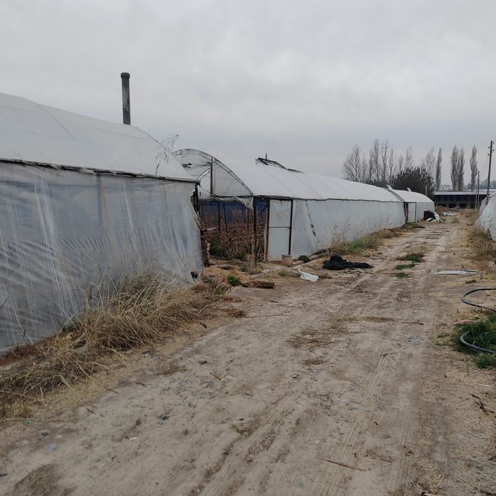 Teplitsa ferma 2.6 gektar nazarbe muzimpix tarafta sotiladi