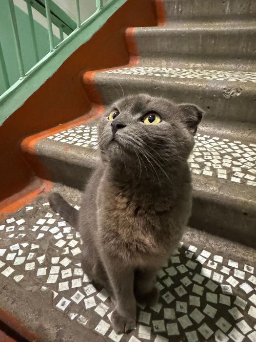 Отдам кошку в добрые руки