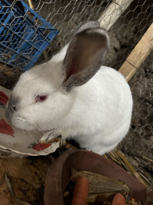 Vand iepuri de rasa!