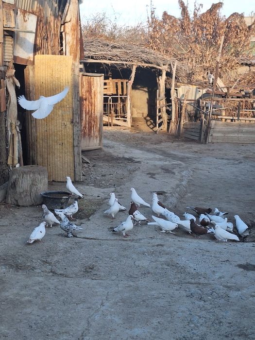 Голуби породистые