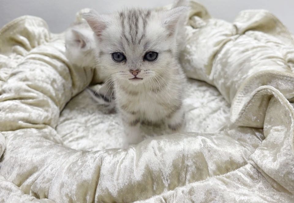 . ШотЛанДскиЕ КотЯта