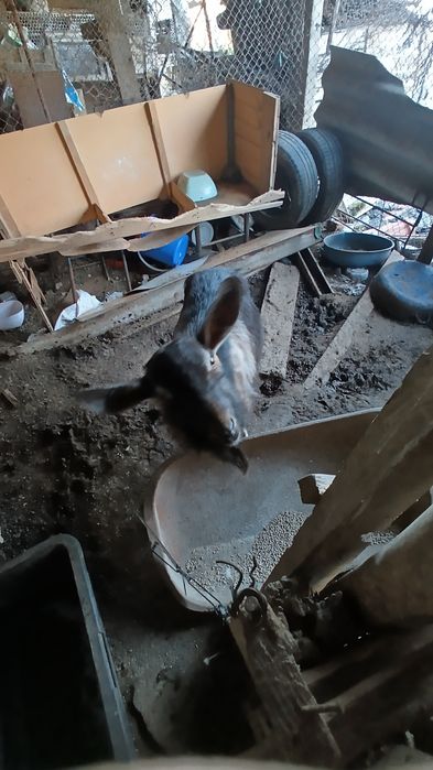 Младо Козле-Пръч