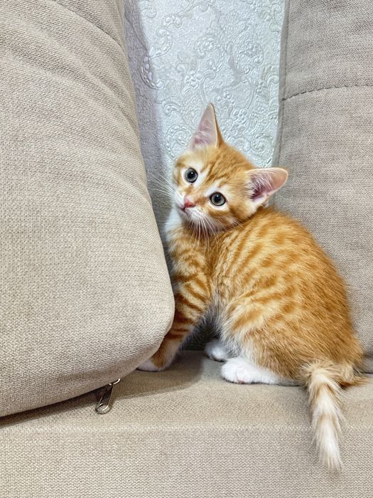 Котенок домашний