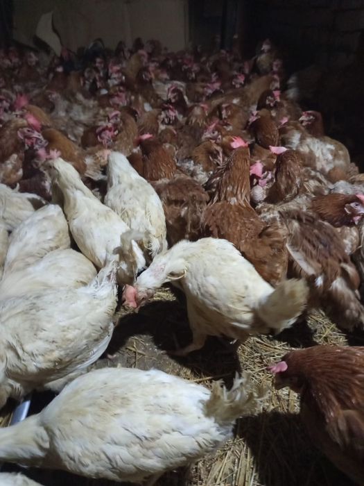 Куры несушки ломан браун