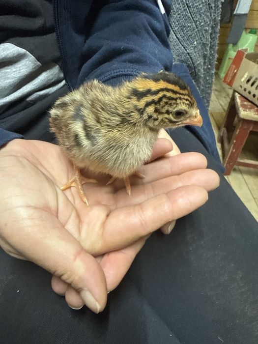 Vand oua si pui de Bibilici. Bibilici de 3-30 zile