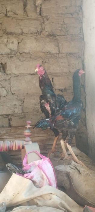 Dakan Xoʻroz sotiladi