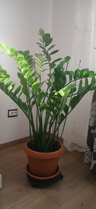 Vând flori Zamioculcas