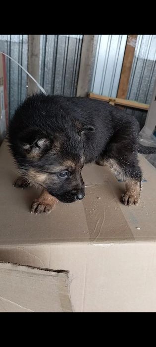 Щенки немецкой овчарки