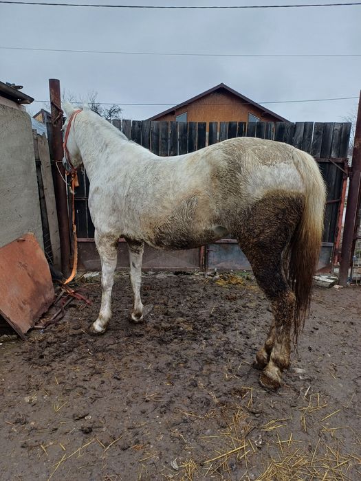 De vanzare iapa de 6 ani