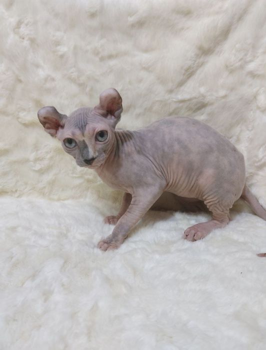 Канадский сфинксы