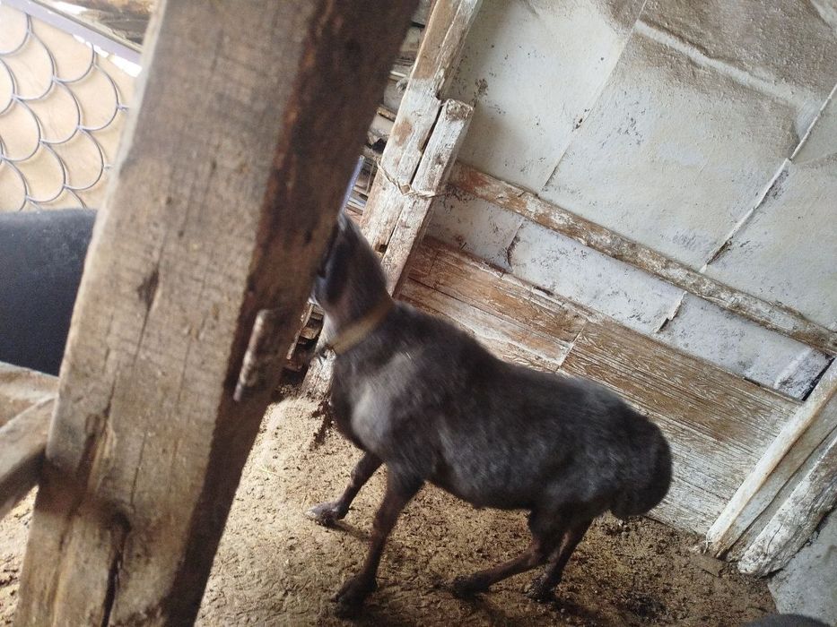 Кучкор 2 та сотиладиган