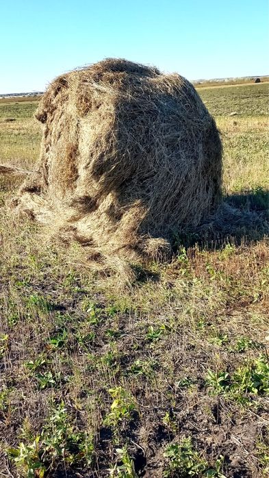 Продам льняную солому с поля