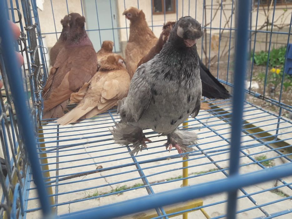 Продаются голуби