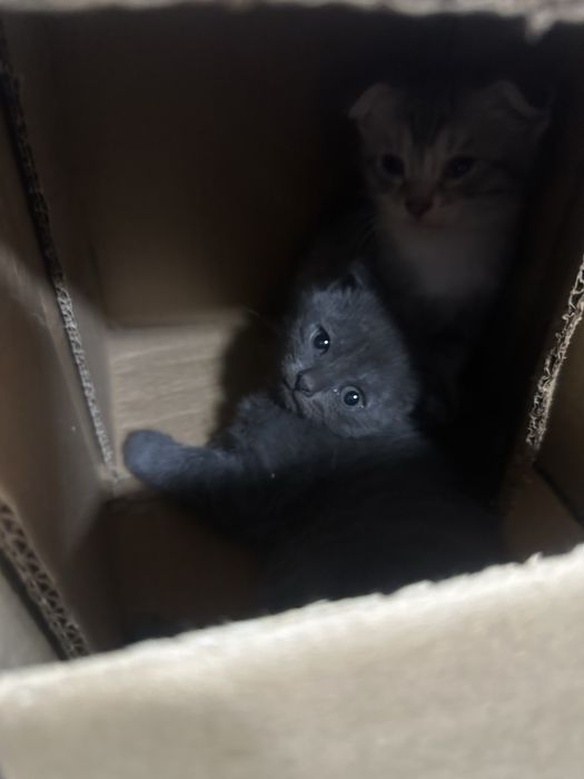 Котята в добрые руки