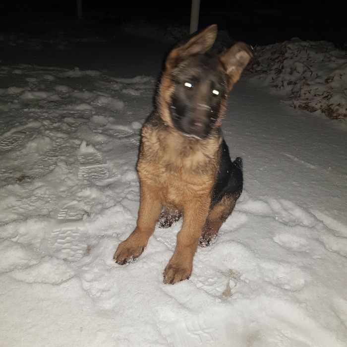 Немецкоя овчарка