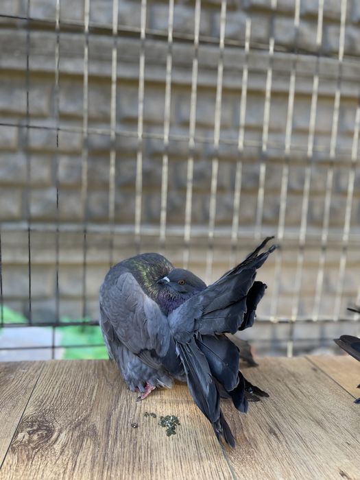 Porumbei voltati linia noua