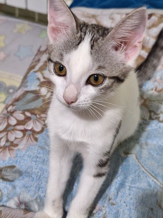 Отдам котенка в добрые руки