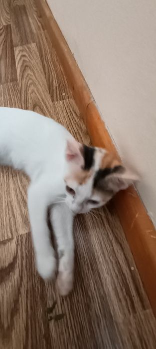 котенок (девочка)