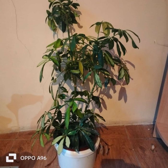 Цветы комнатные разные