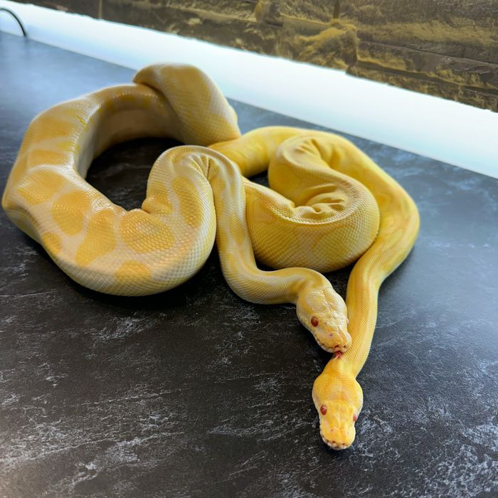 Королевскмй питон