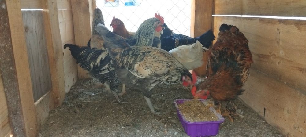 De vânzare cocosi