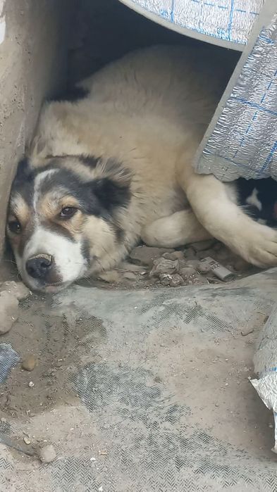 Алабай боласи сотилади эркаг 900000.сум