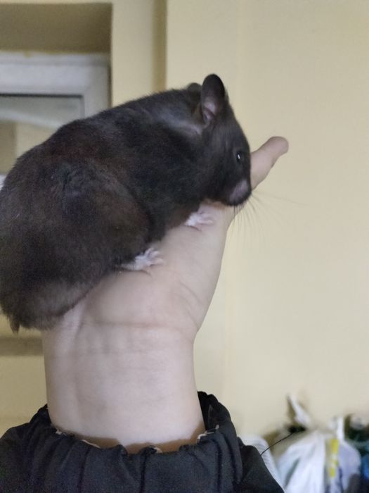 Продаються срочно хомяки 2 шт со клеткой со всем