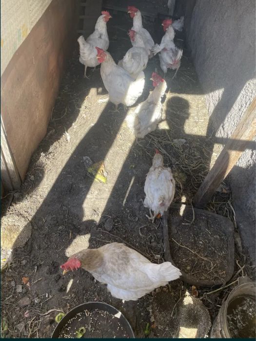 Продам домашних кур