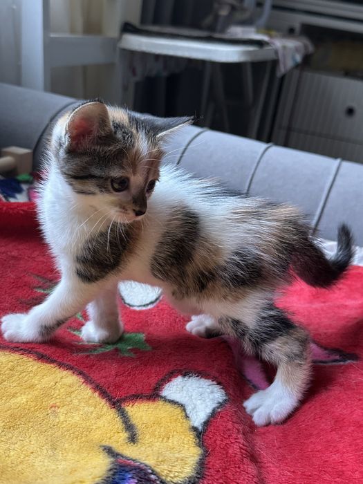 Котенок (д) в добрые руки