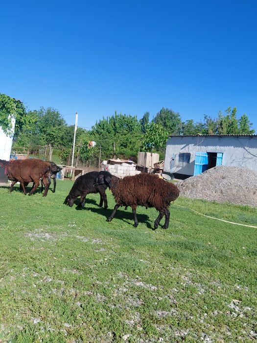 Продаю здорового барана
