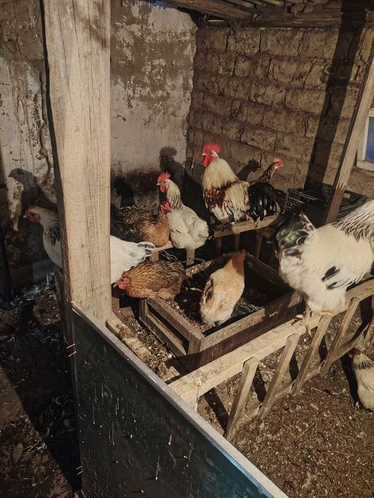 Продам домашние куры