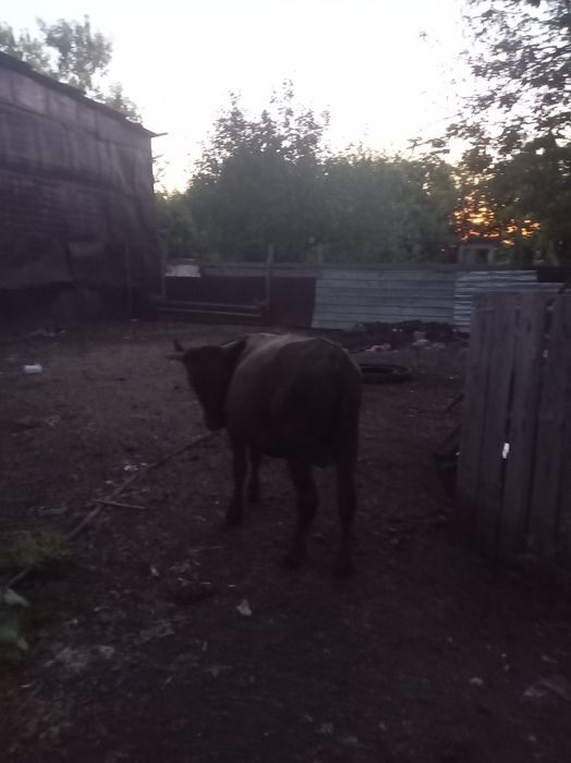 Продам бычка 1 год, на доращивание