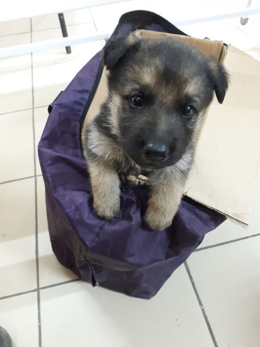 Ветеринарная клиника DOCTOR VET