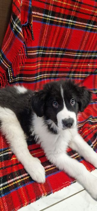 Ciobănesc de bucovina