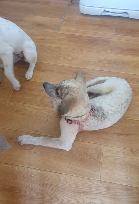 Отдам в хорошие руки