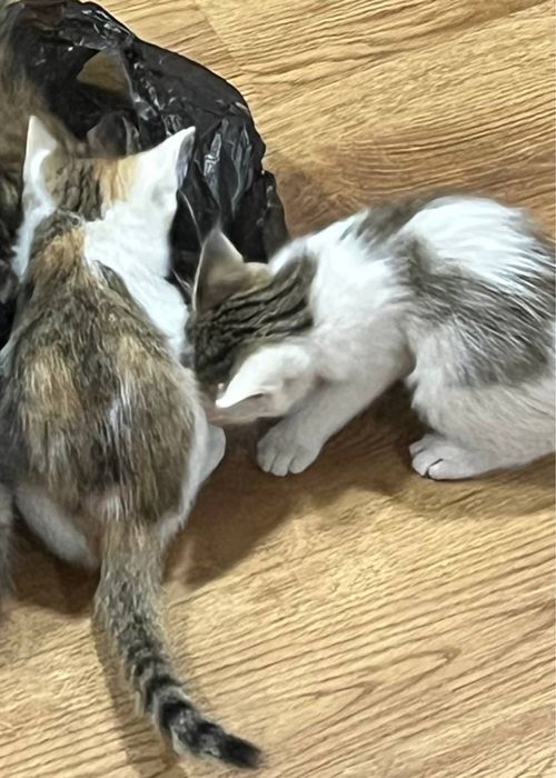 Отдам котёнка бесплатно