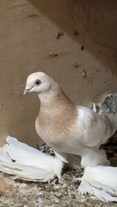 Продам голубку тасманку